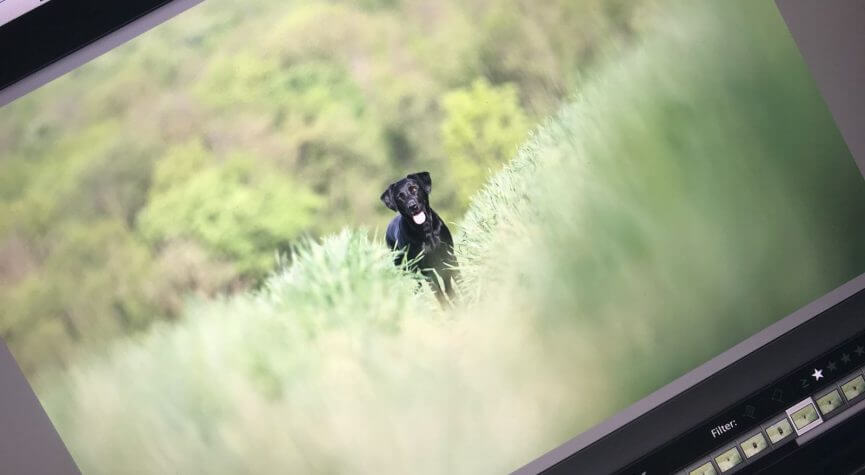 Ein Foto von Kiwi erscheint auf dem Laptop von Elisabeth zur weiteren Bearbeitung