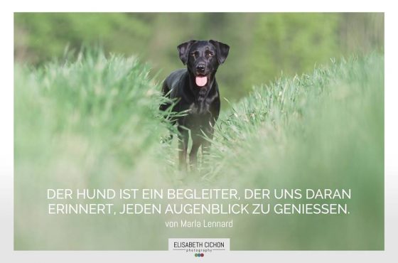 Der Hund ist ein Begleiter, der uns daran erinnert, jeden Augenblick zu genießen