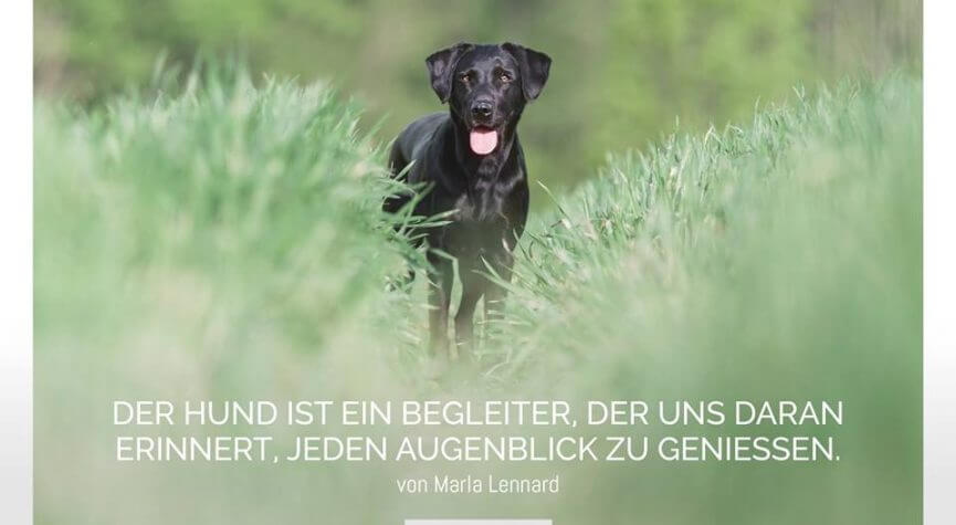Der Hund ist ein Begleiter, der uns daran erinnert, jeden Augenblick zu genießen