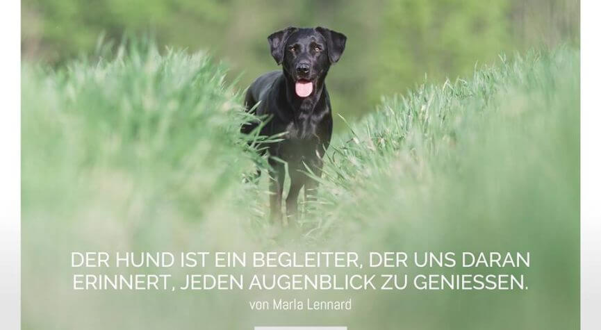 Der Hund ist ein Begleiter, der uns daran erinnert, jeden Augenblick zu genießen