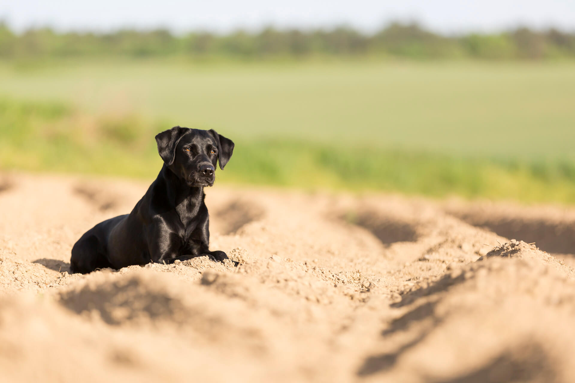 Kiwi aus der Labrador Zucht in Niederösterreich schaut konzentriert auf ein Feld